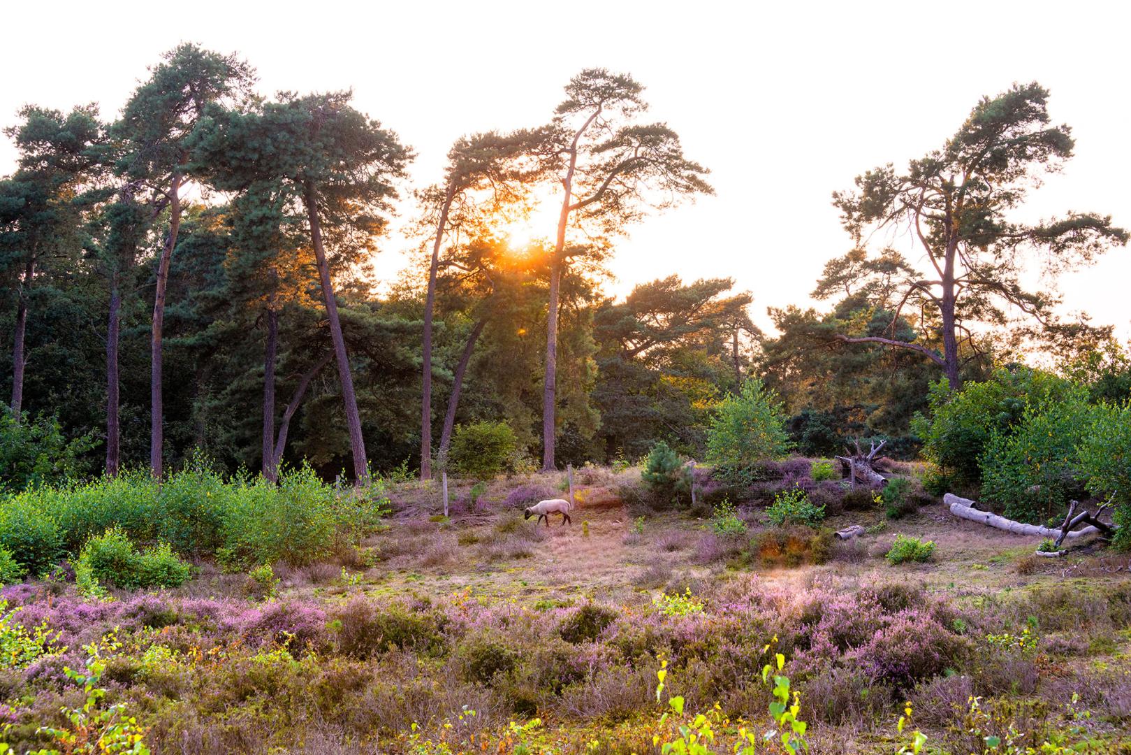 Touristische Gegenden, Heelweg, Vennebulten